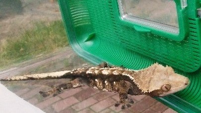 Poszedł wyrzucić śmieci, znalazł zagrożonego wyginięciem gekona