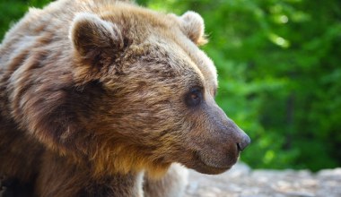 Poszła nakarmić kury. Oniemiała. W kurniku spał niedźwiedź
