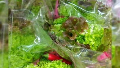 Poszła po zakupy, znalazła gekona