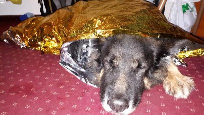 Poszli w góry z psem. Czworonoga musieli zwozić goprowcy 