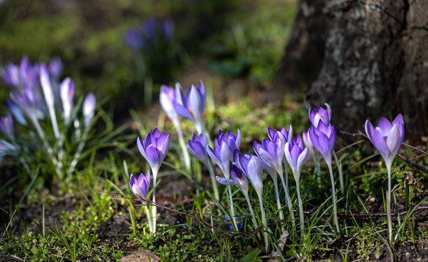 Poszukaj wiosny we Wrocławiu. Zaprasza ogród botaniczny