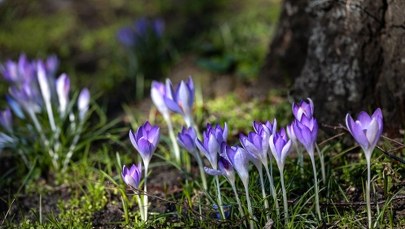 Poszukaj wiosny we Wrocławiu. Zaprasza ogród botaniczny