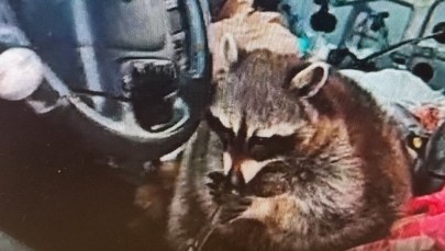 Poszukiwana kobieta zatrzymana. W aucie - szop z rurką do metamfetaminy