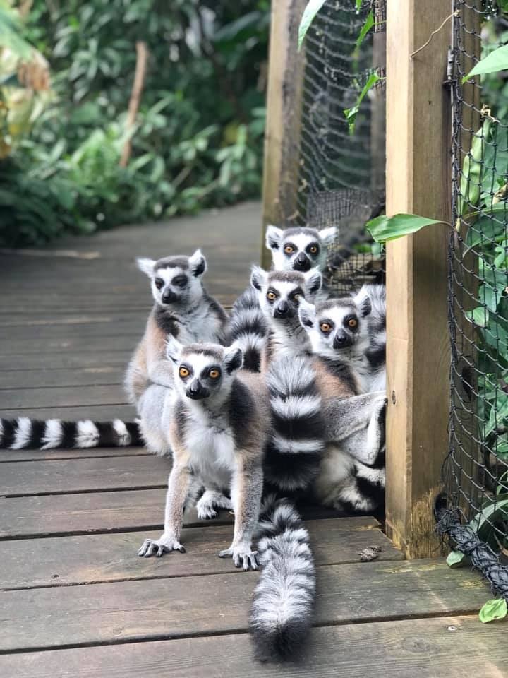 Poszukiwani Lichi, Adopho, Abeke, Akia i Ling Hee /foto. Den lille dyrehage/Facebook /