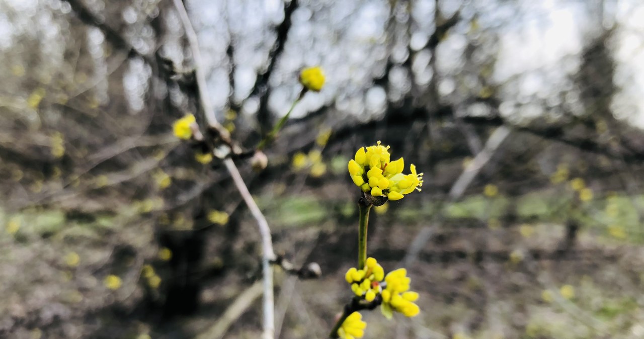 Poszukiwania wiosny w Ogrodzie Botanicznym