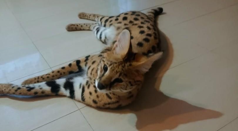 Poszukiwany serwal sawannowy /Policja