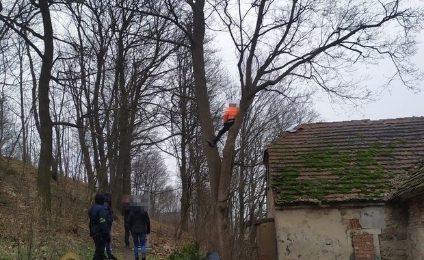 Poszukiwany ukrył się na drzewie  