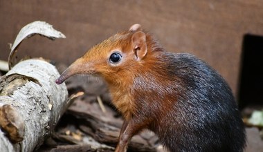 Potajemnie urodził się w Polsce. Maluch ma trąbę jak słoń, to ich krewny
