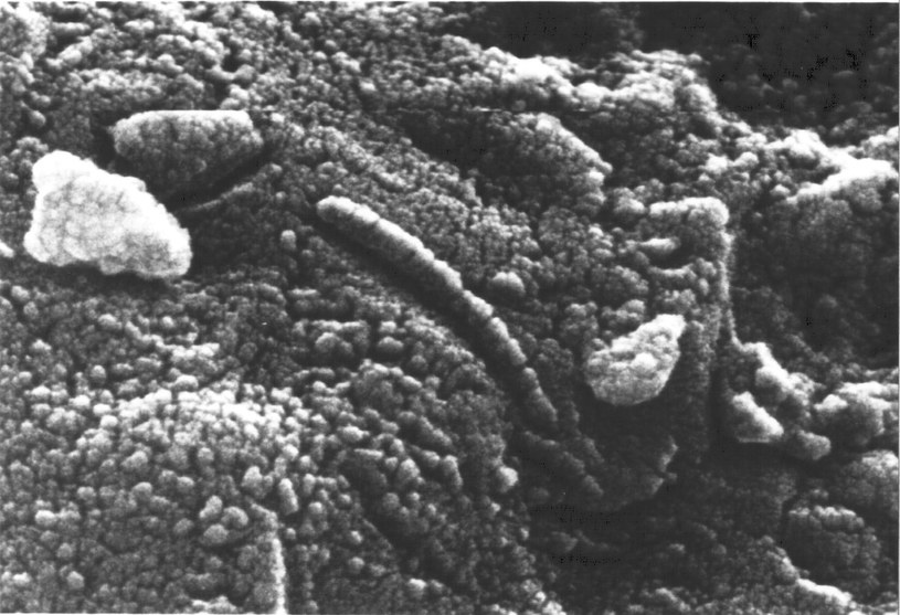Potencjalny ślad marsjańskiego życia bakteryjnego w meteorycie ALH84001 /NASA