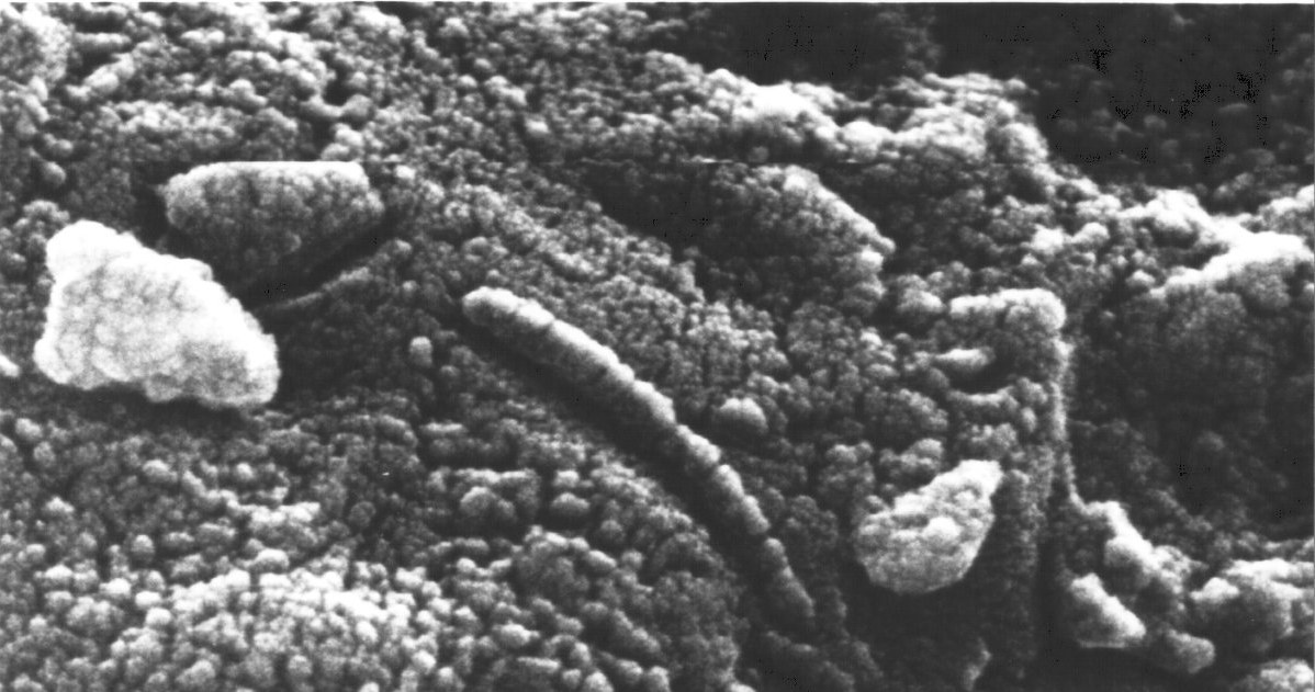 Potencjalny ślad marsjańskiego życia bakteryjnego w meteorycie ALH84001 /NASA