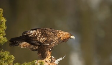 Potężne pieniądze pójdą na orły. Te wielkie ptaki mają wrócić