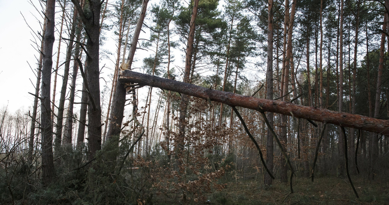 Potężne wichury mogą w weekend osiągnąć prędkość około 120 km/h. To stwarza niebezpieczeństwo połamania drzew i zerwania linii energetycznych. /MAREK MALISZEWSKI/REPORTER /East News