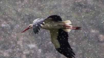 Potężny grad w Bawarii zabił wiele zwierząt. Wstrząsające nagranie
