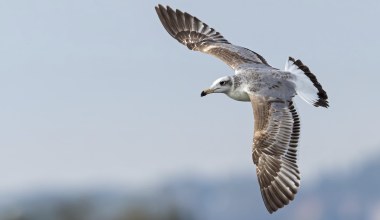 Potężny ptak zjawił się w Polsce. Wielki jak kruk, kradnie jak pirat