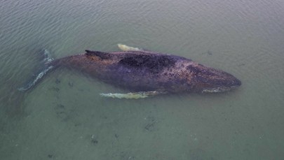 Potężny ssak utknął na mieliźnie. Sytuacja jest krytyczna