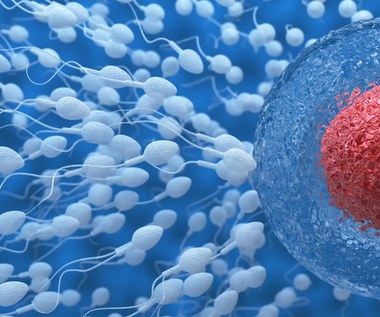 Potomstwo bez komórek jajowych i plemników. Chińscy naukowcy publikują przełomowe badanie