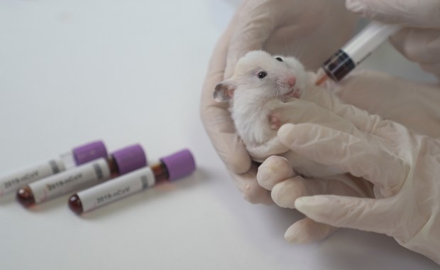 Potomstwo tylko jednej płci? Naukowcy wiedzą, jak osiągnąć ten efekt