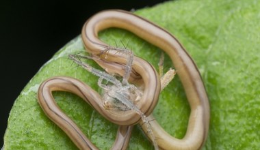 Potrafi coś niesamowitego. To tak jakby człowiek skurczył się do 40 cm