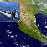 Potwór morski z rozwidlonym językiem odnaleziony w Meksyku