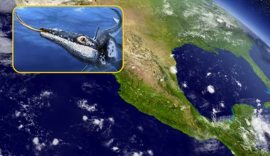 Potwór morski z rozwidlonym językiem odnaleziony w Meksyku