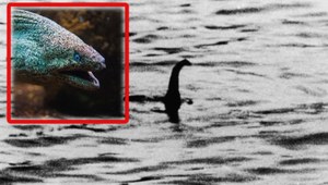 Potwór z Loch Ness gigantycznym węgorzem? Naukowcy sprawdzili!