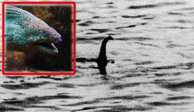 Potwór z Loch Ness gigantycznym węgorzem? Naukowcy sprawdzili!