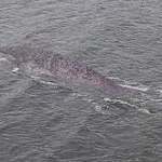 Potwór z Loch Ness: Światło dzienne ujrzała nowa fotografia!