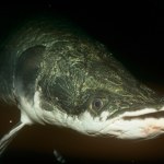 "Potwór z rzek" wraca. Rośnie do kilku metrów i nie ma naturalnych wrogów