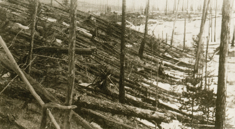 Powalone drzewa na skutek Katastrofy Tunguskiej w 1908 roku /East News