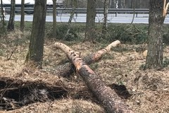Powalone drzewa po nawałnicy. Usuwanie skutków może zająć kilka miesięcy