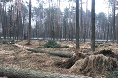 Powalone drzewa po nawałnicy. Usuwanie skutków może zająć kilka miesięcy