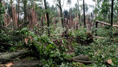 Powalone drzewa po nawałnicy w woj. śląskim