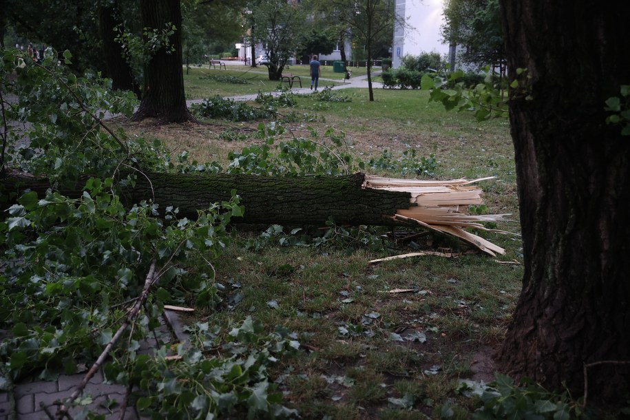 Powalone drzewa po nawałnicy /Lukasz Gagulski  /PAP