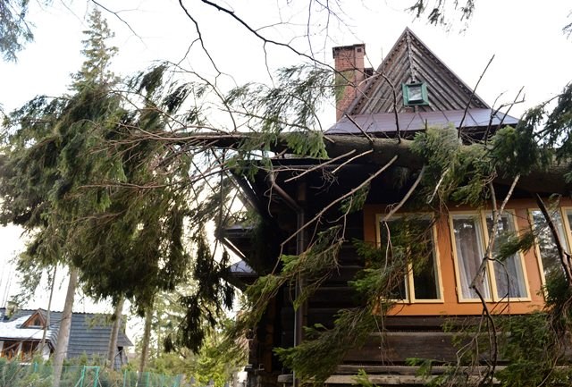 Powalone drzewa po przejściu halnego /Grzegorz Momot /PAP