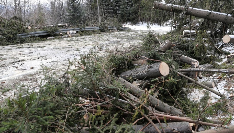 Powalone drzewa po silnym wietrze na drodze do przejścia granicznego ze Słowacją na Wierchu Połońcu / 	Grzegorz Momot    /PAP