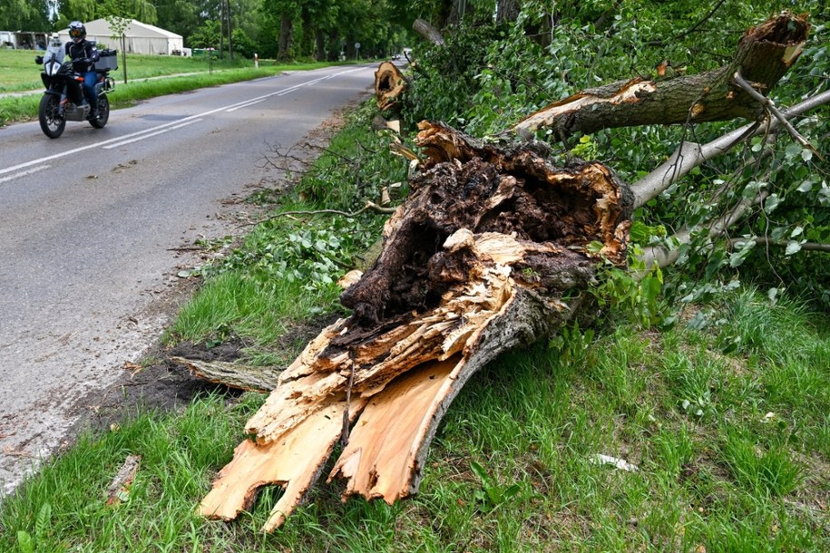 Powalone drzewa w miejscowości Tomaszowice /Wojtek Jargiło /PAP