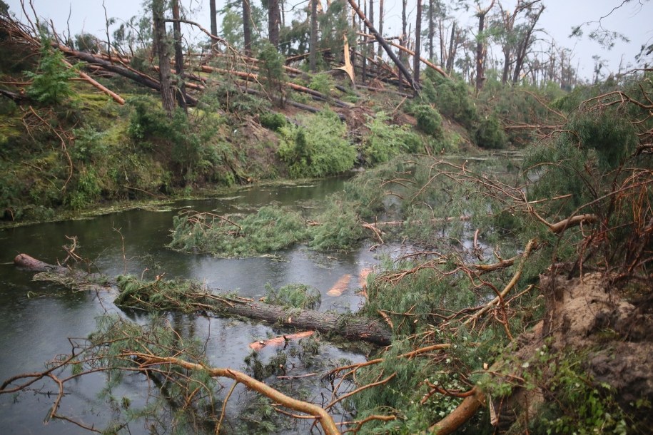 Powalone drzewa w okolicach miejscowości Rytel w 2017 roku /Leszek Szymański /PAP