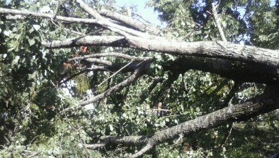 Powalone drzewa, zniszczone samochody. Białystok po nawałnicy