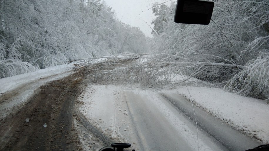Powalone drzewo na DK 91 /Gorąca Linia  RMF FM /RMF FM
