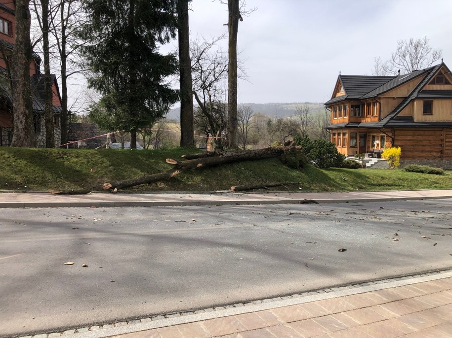 Powalone drzewo na zakopiańskiej Olczy, gdzie doszło do śmiertelnego wypadku /Maciej Pałahicki /RMF FM