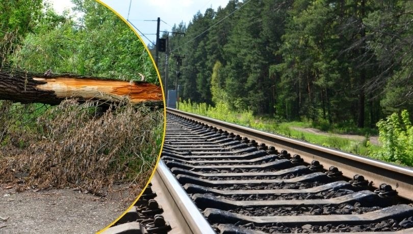 Powalone drzewo wstrzymało ruch pociągów w okolicach Wodzisławia Śląskiego /Shutterstock