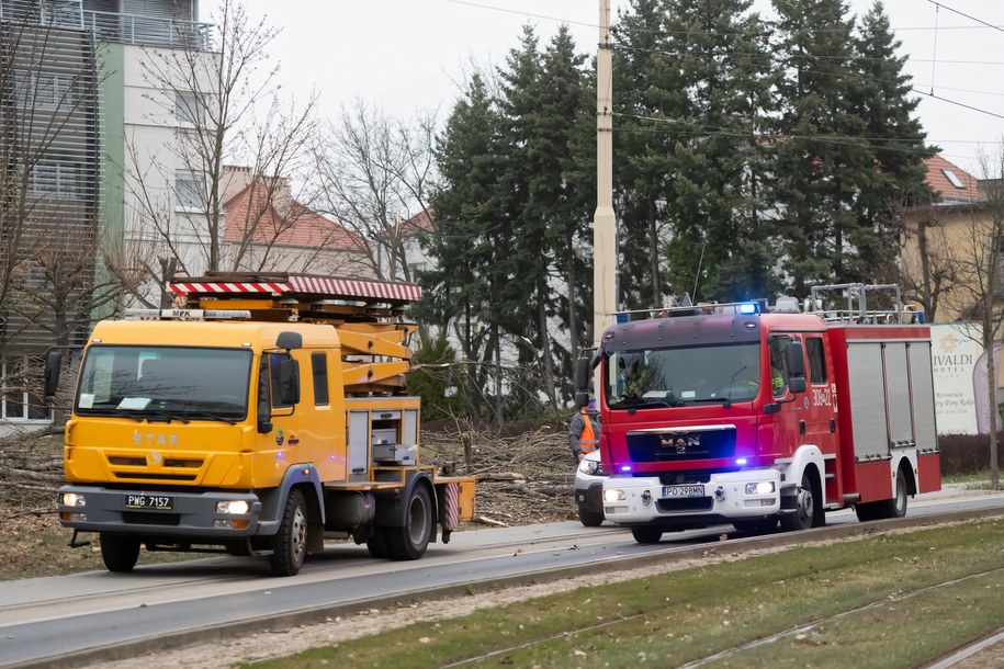 Powalone przez silny wiatr drzewo zerwało trakcję tramwajową na ulicy Winogrady w Poznaniu /	Jakub Kaczmarczyk   /PAP