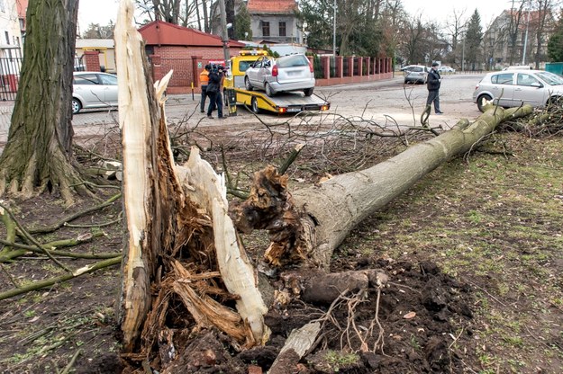 Powalone przez wiatr drzewo uszkodziło zaparkowany samochód osobowy /Maciej Kulczyński /PAP