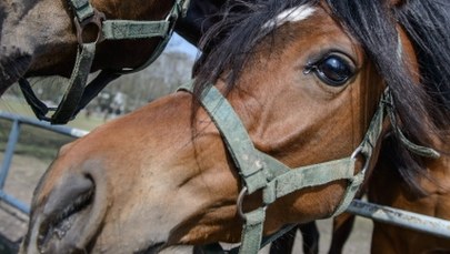 Poważne opóźnienia w przygotowaniach do aukcji "Pride of Poland". Wciąż nie ma zgłoszeń koni