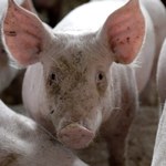 Poważne problemy polskich dostawców świń i wieprzowiny. Wszystko przez ASF