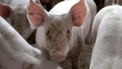 Poważne problemy polskich dostawców świń i wieprzowiny. Wszystko przez ASF