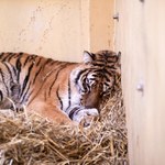 Powiatowy lekarz weterynarii: Poznańskie zoo powinno wprowadzić kwarantannę