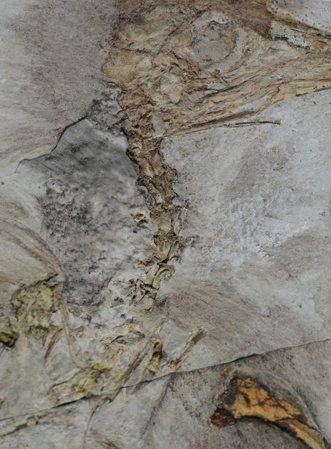 Powiększenie grudki kamyków w przełyku ptaka /Fot. Jingmai O'Connor /Materiały prasowe