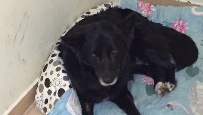 Powiesił za łapy psa na drzewie. Policja szuka sprawcy