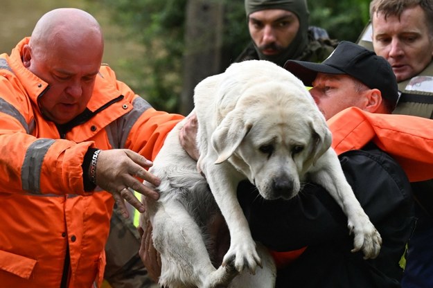 Powódź dotyka nie tylko ludzi, ale także zwierzęta. Na zdjęciu akcja ratownicza w miejscowości Bodzanów /SERGEI GAPON/AFP/East News /